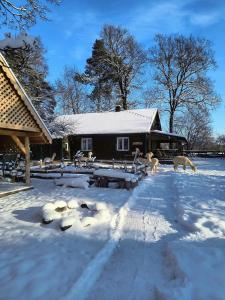 a yard covered in snow next to a house at Gospodarstwo agroturystyczne alpaki Pituchówka in Łoknica