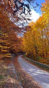 a road with autumn trees on the side of it at Goldel Resort in Delčevo +11 photos