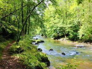 a river with rocks in the middle of a forest at Group Villa with Pool & Sauna in Wanze +31 photos