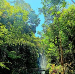 a waterfall in the middle of a forest at Mayong Awan Cita in Munduk +33 photos
