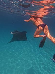 a person swimming with a shark in the water at Island Scuba in Dhangethi