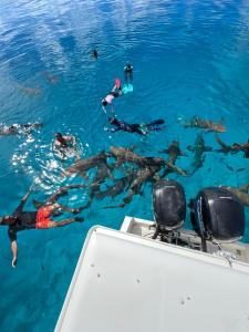 a group of people swimming in the water on a boat at Island Scuba in Dhangethi