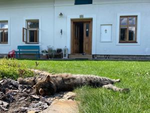 a cat laying in the grass in front of a house at Na chalupu do Líšnice in Líšnice