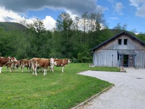 a group of cows standing in a field next to a barn at Chalet Les Ammonites 2 chambres en Franche Comte au calme dans la nature in Nans-sous-Sainte-Anne +13 photos