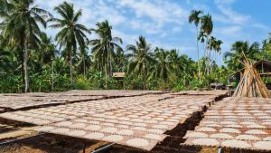 a wooden bridge over a field with palm trees at Green Coconut Island in Ấp Thới Hòa (3)