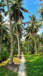a path between two palm trees in a field at Green Coconut Island in Ấp Thới Hòa (3)