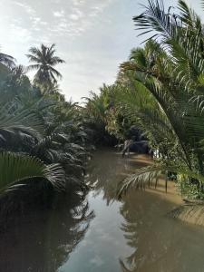 a group of palm trees on a beach with water at Green Coconut Island in Ấp Thới Hòa (3) +8 photos