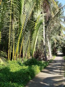 a row of palm trees next to a sidewalk at Green Coconut Island in Ấp Thới Hòa (3)