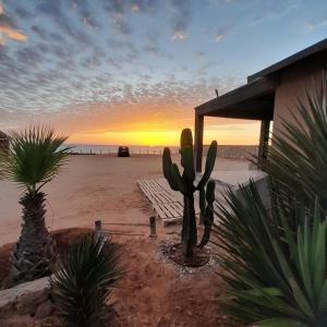 a cactus and a bench on the beach at sunset at maison d'hôtes la merveille in Dakhla