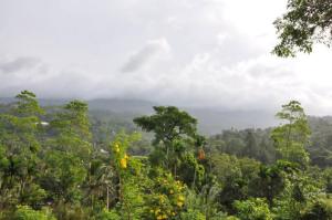 a view of the forest from the top of a hill at Thanayama Deniyaya in Deniyaya