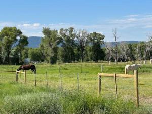 three horses grazing in a field behind a fence at 3 King Beds Spacious 4 BR 3 BATH AC Near Jackson in Victor +4 photos
