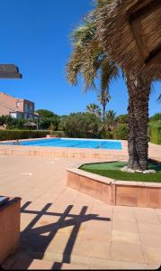 a palm tree next to a swimming pool at Les Soleillades-T2 pour 5 pers-piscine, parking privé- LaConciergerieByNina in Palavas-les-Flots