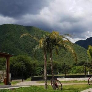 a palm tree in the grass in front of a mountain at Cabaña El Refugio in La Carrera