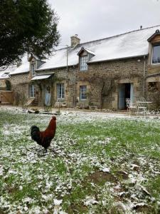 a chicken standing in a field in front of a house at Ker Gwezenn in Tramain