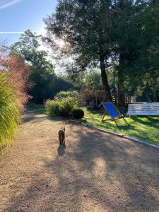 a cat walking down a dirt road in a yard at Ker Gwezenn in Tramain