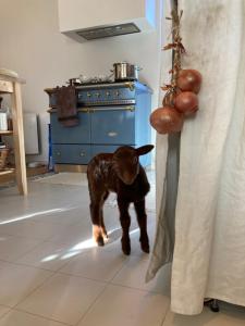 a small brown dog standing in a kitchen at Ker Gwezenn in Tramain