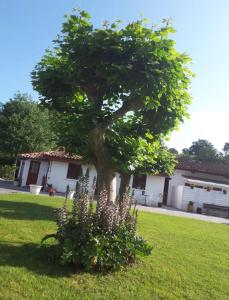 a tree in the yard of a house at Iduski in Saint-Pée-sur-Nivelle