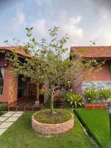 a tree in a pot in front of a house at Melalueca tây ninh in Tây Ninh
