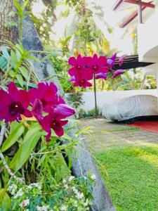 a group of purple flowers in a garden at Lagoon Stay in Moraketiara