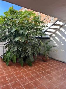 a group of plants sitting on a patio at comfortable and nice loft, great location in Aguascalientes