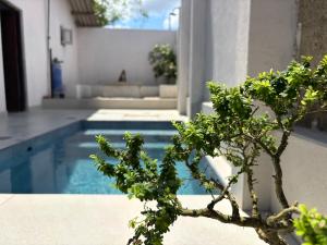 a bonsai tree in front of a swimming pool at Mulberry Villa in Anuradhapura