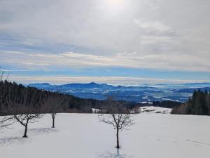 two trees sitting on top of a snow covered hill at Apartma pod Tremi Kralji in Oplotnica