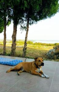 a brown dog laying on the ground next to trees at Royal Panoráma Vendégház in Pécsely