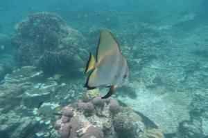 a white fish swimming over a coral reef at War Homestay in Pulau Minyaifuin