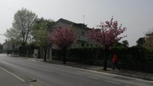 a person walking down a street with trees on the sidewalk at A Zonzo in Vicenza