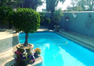 a bonsai tree in a pot next to a swimming pool at Urban Oasis Gaborone "Secure Quiet Luxury in the City" near the CBD in Gaborone