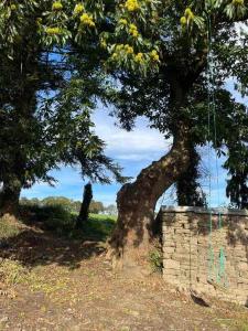a tree leaning over a brick wall next to a tree at Gîte du Dolmen in Guiscriff