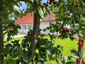 two trees in front of a house with red apples at Fenyőudvar Vendégház Mocsa in Mocsa
