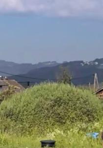 a large green bush on a hill with a view at Im Grünen in Katzbach