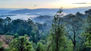 a view of a forest with fog in the distance at Cabaña del Chucao in Valdivia