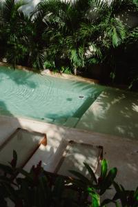 a swimming pool with a bench and palm trees at Querida Casa - Mérida Centro in Mérida