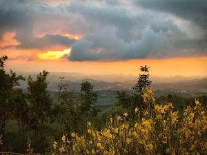 un campo di fiori con un tramonto sullo sfondo di Casa Remussi a Treiso