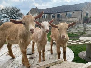 three goats are standing on a wooden deck at Crich Lane Farm in Alfreton