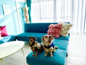 two dogs sitting on a blue couch in a living room at KOKOYUI GUESTHOUSE Taiji in Taiji