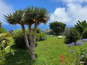 a palm tree in the middle of a garden at Villa Cedros in Santa Cruz das Flores