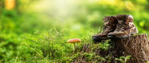 a wooden shoe sitting on a stump next to a mushroom at Ferienwohnung Abbey in Müllensiefen +7 photos