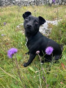 a black dog sitting in the grass with purple flowers at Ceol na dTonnta in Doolin