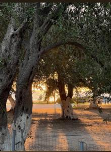 two large trees in a field next to a fence at Sun N Sand in Ligia