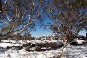 Un árbol tendido en la nieve junto a una casa. en Snowdrop Lodge, en Dinner Plain