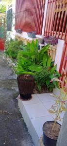 two potted plants sitting on a ledge next to a building at Maison calme près de la mer in Mutsamudu