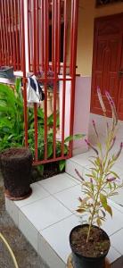 a plant in a pot next to a red fence at Maison calme près de la mer in Mutsamudu
