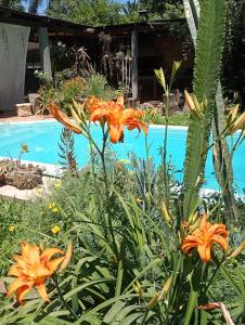 a garden with orange flowers next to a swimming pool at Kactus de la abuela in Yerba Buena