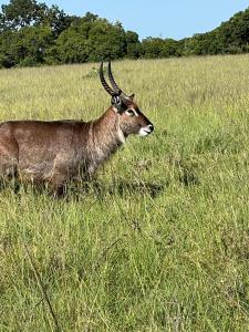 a gazelle standing in a field of grass at Escape Haven Mara in Masai Mara
