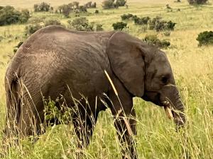 an elephant standing in a field of tall grass at Escape Haven Mara in Masai Mara