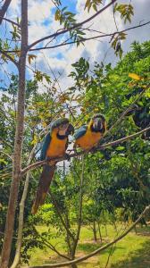 two colorful parrots sitting on a tree branch at Finca Las Vegas in Aguazul