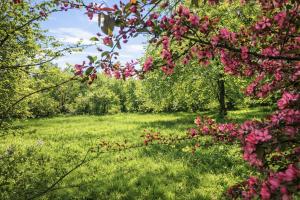 a garden with pink flowers in a field at Pomme d'Happy in Autheux